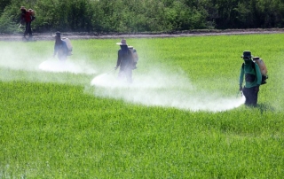 Gazon artificiel pesticides